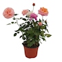PLANTA ROSAL FOREVER 6"