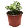 SINGONIO NATURAL INTERIOR MEDIA SOMBRA TROPICAL MACETA 6 " VERDE