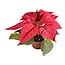 PLANTA NOCHEBUENA ORANGE SPICY 4"""