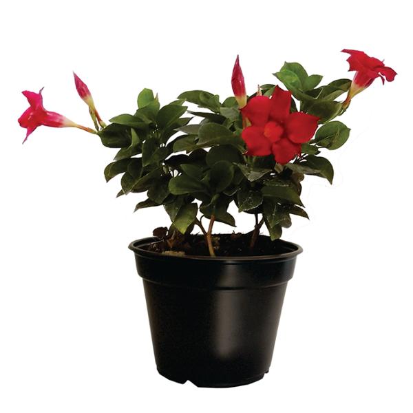 DIPLADENIA NATURAL EXTERIOR MEDIA SOMBRA TREPADORA MACETA 6" VARIOS COLORES