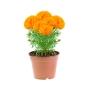 CEMPASUCHIL NATURAL EXTERIOR MEDIA SOMBRA MACETA 6 PULGADAS FLORES VARIOS COLORES