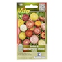 SEMILLAS DE SIEMPREVIVA DOBLE 0.2 GR MULTICOLOR VITA