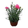 CLAVEL NATURAL INTERIOR/EXTERIOR SOMBRA MACETA 6 PULGADAS FLORES MULTICOLOR