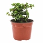 ARBOL DE LA ABUNDANCIA NATURAL EXTERIOR SOL DIRECTO ORNAMENTAL MACETA 6" VERDE