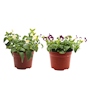 TORENIA NATURAL EXTERIOR MEDIA SOMBRA MACETA 6 PULGADAS FLORES VARIOS COLORES